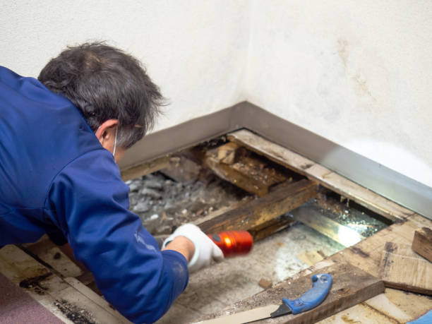 Best Mold Remediation  in Mukilteo, WA