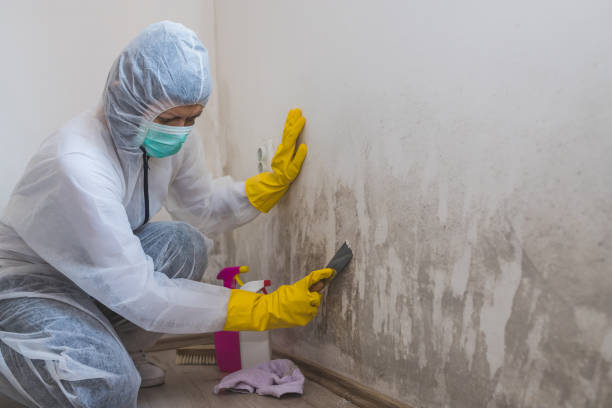 Best Attic Mold Removal  in Mukilteo, WA