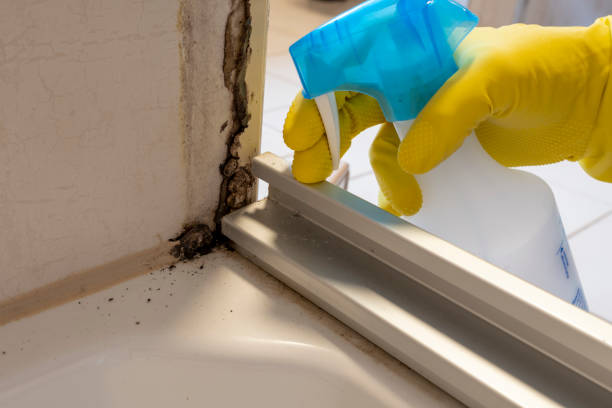 Best Mold Damage Repair  in Mukilteo, WA