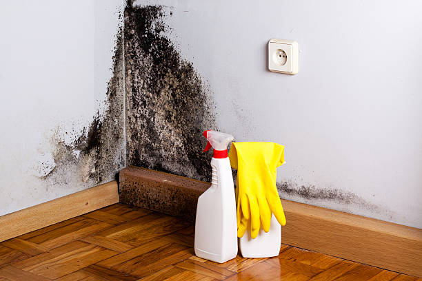 Mold Removal Process in Mukilteo, WA