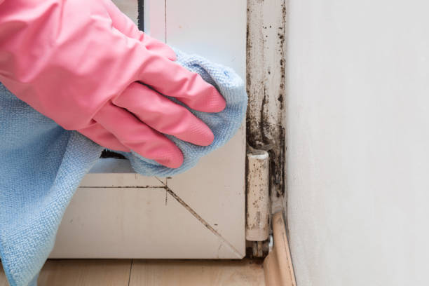 Best Mold Testing  in Mukilteo, WA