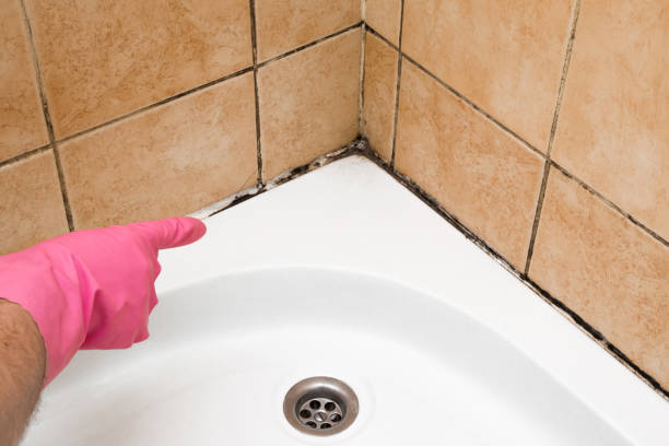 Best Attic Mold Removal  in Mukilteo, WA