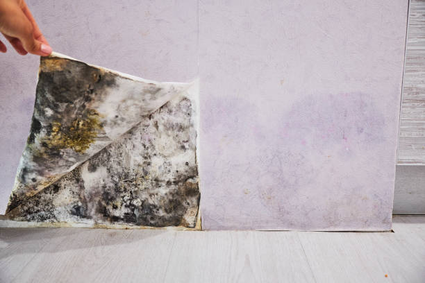 Trusted Mukilteo, WA Mold Removal Experts
